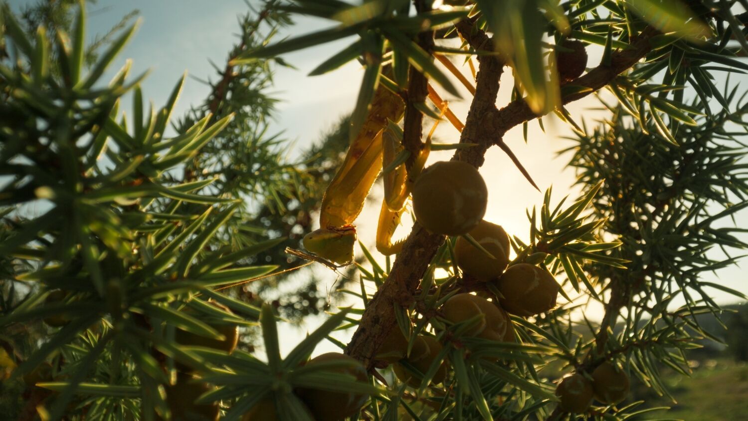 In Search of Monsters heads to the States with new title GUANTANAMO DIARY REVISITED